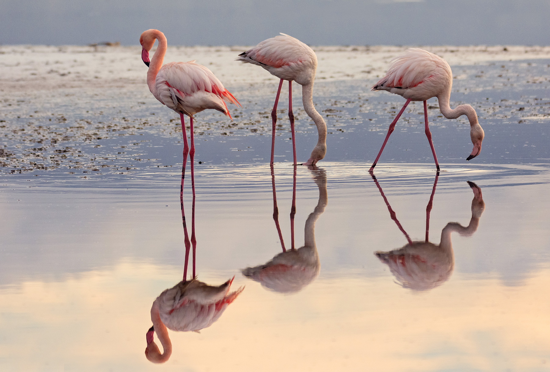 Flamingo trio