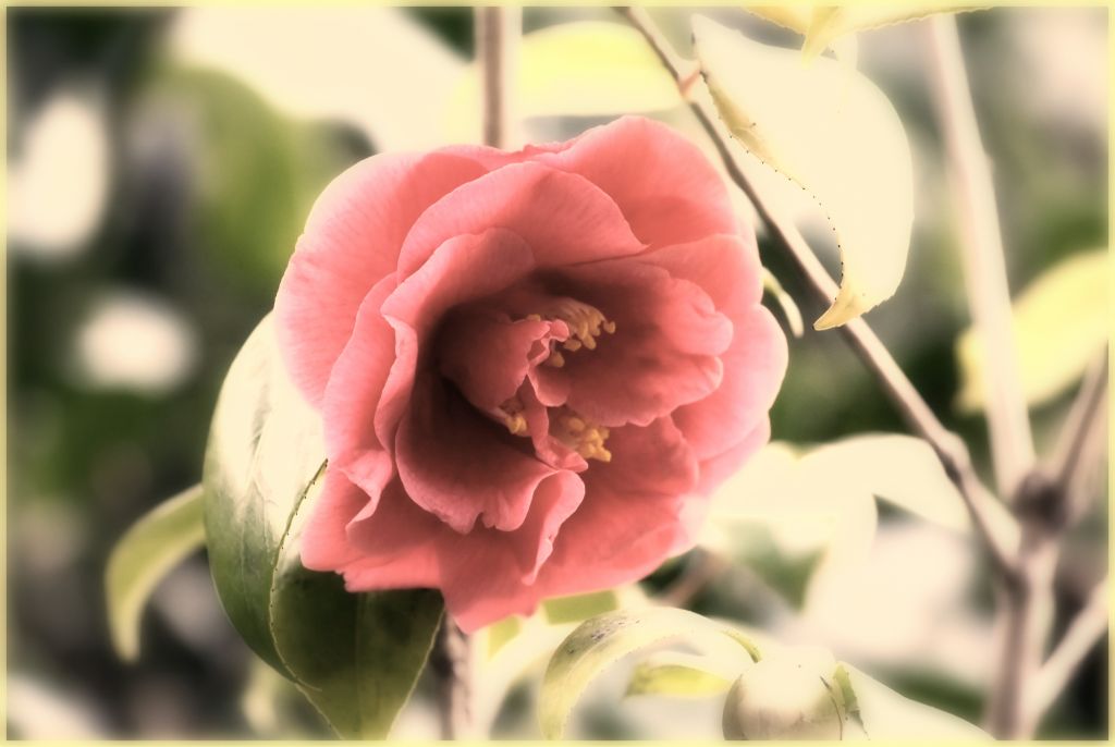 Camelia romantica