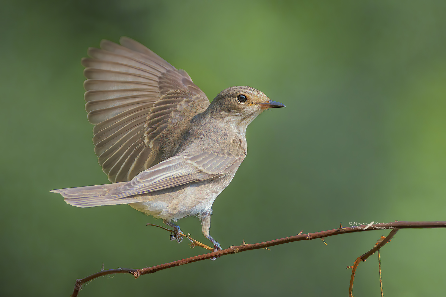 Pigliamosche-comune_Muscicapa-striata_DSC8363.jpg (di Mausan)