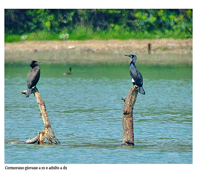 Coppia di Cormorani