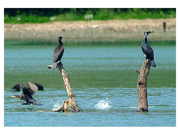 Cormorans