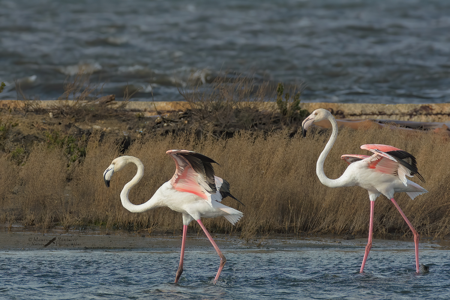 Fenicotteri-rosa_DSC2603.jpg