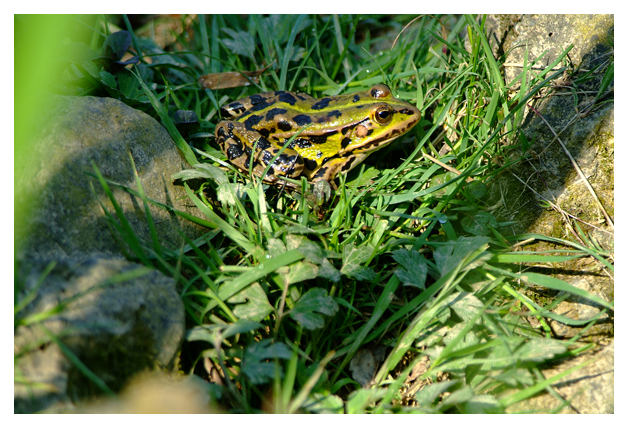 Ranocchio al sole