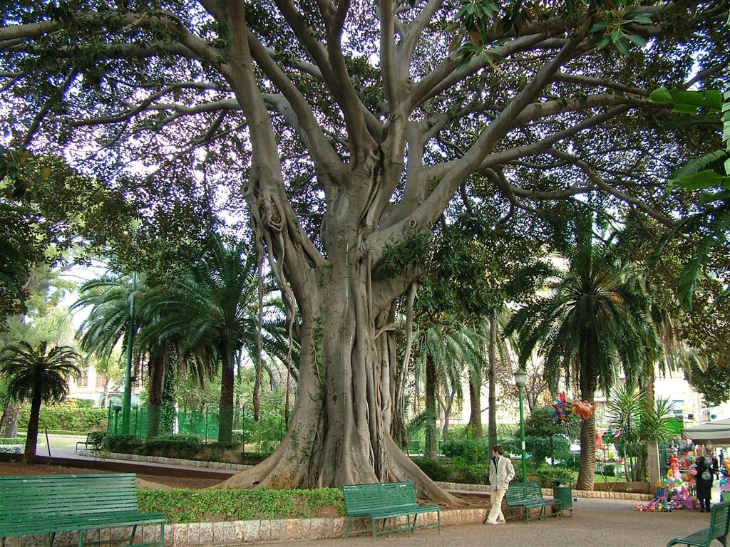 Ficus - Giardino Inglese -PA-