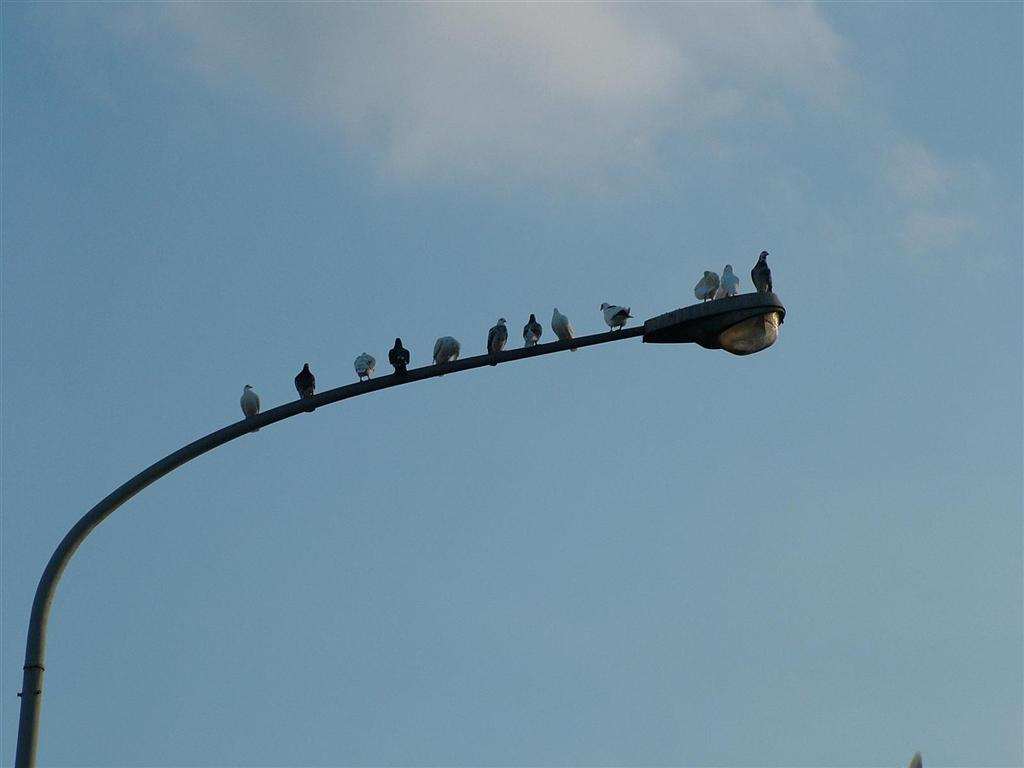 Piccioni