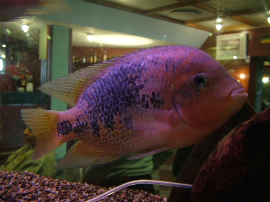 Fish