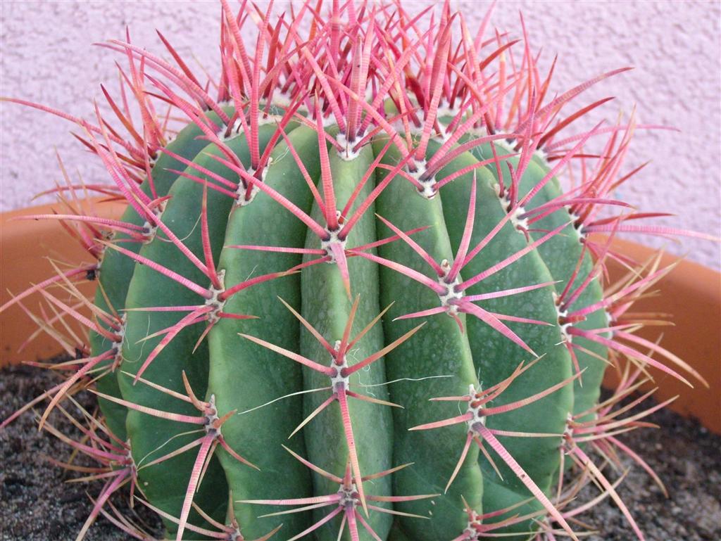 pianta grassa