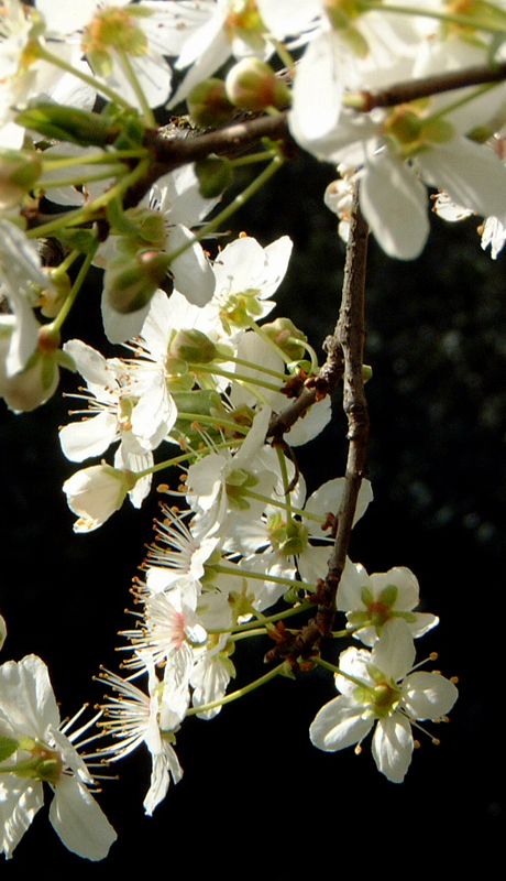 primavera 2