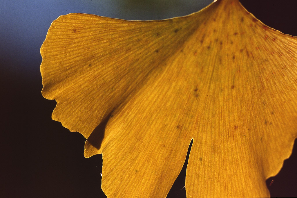 Ginko autunnale.