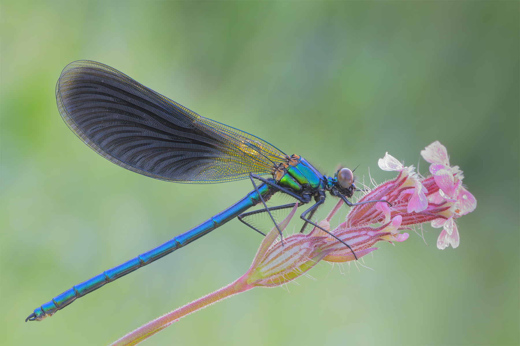 Calopteryx splendens