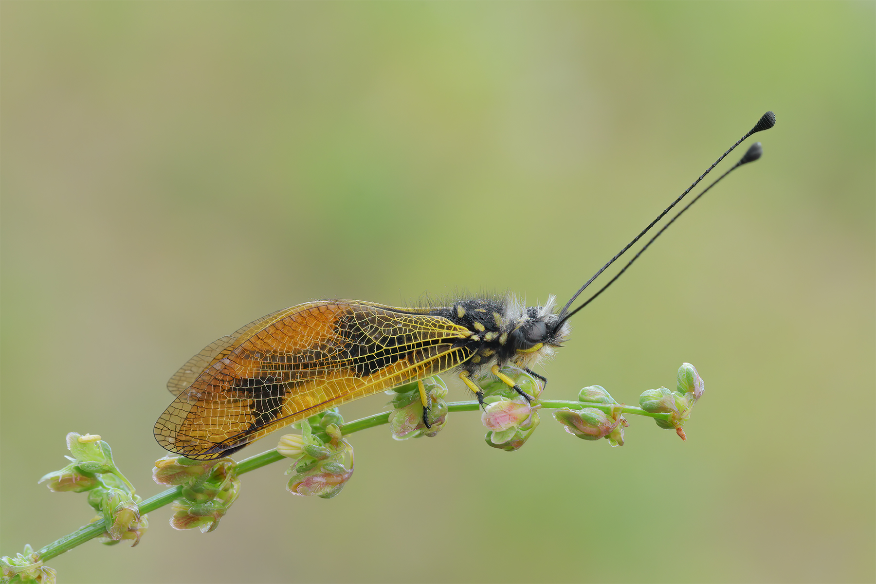 Libelloides longicornis