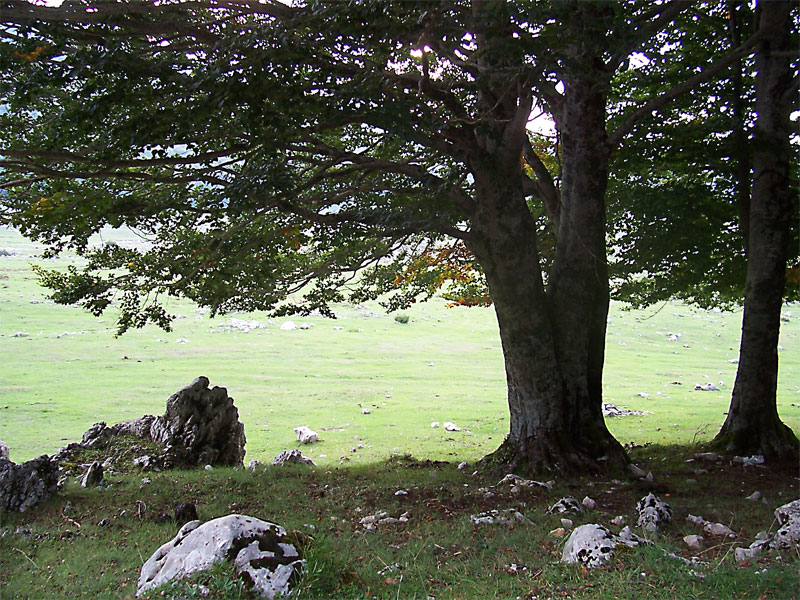 Sotto gli alberi