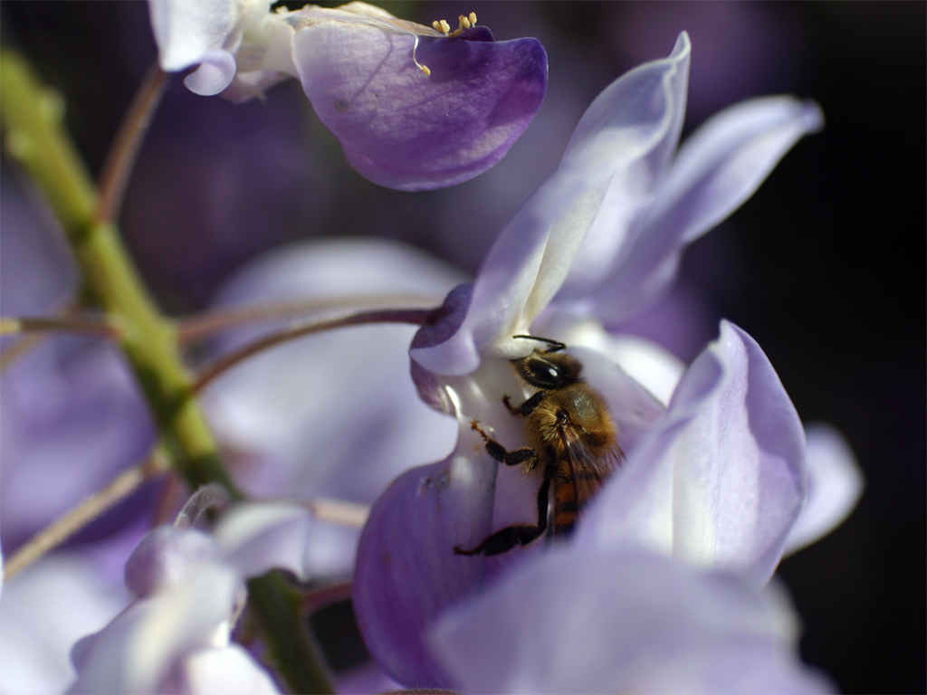 primavera