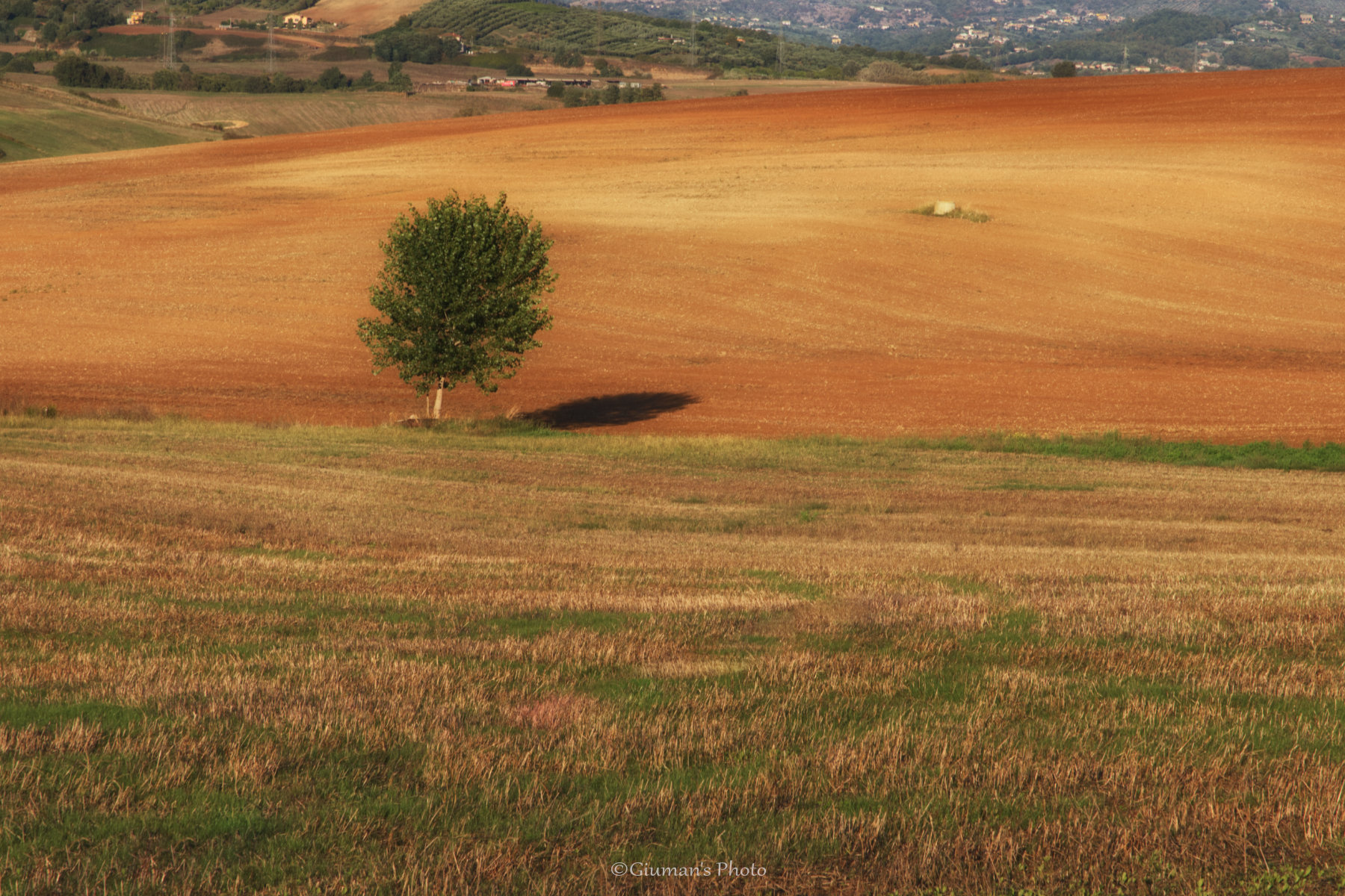 Campi di grano