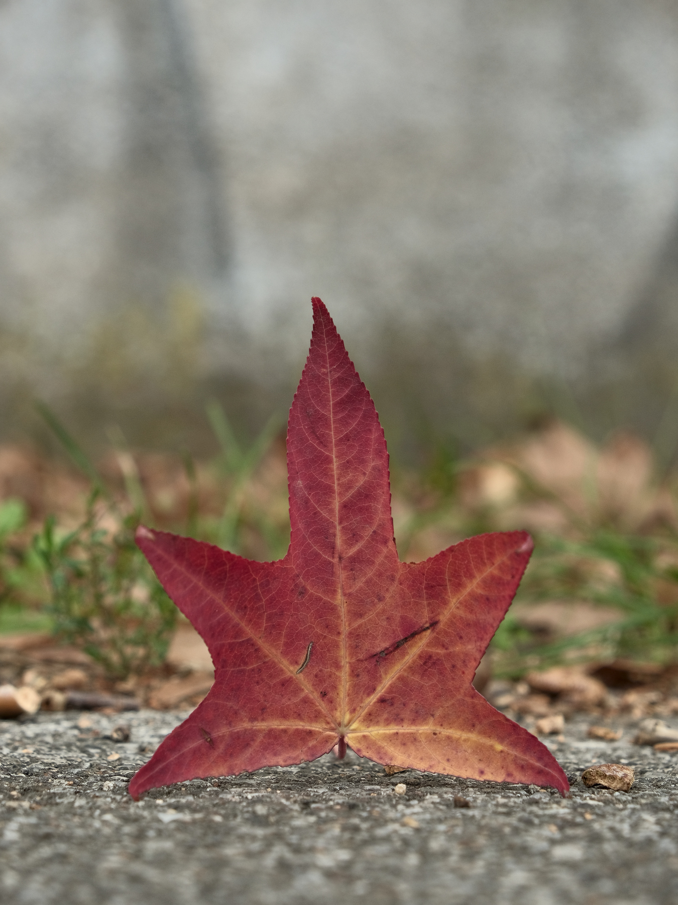 Cinquanta sfumature di rosso