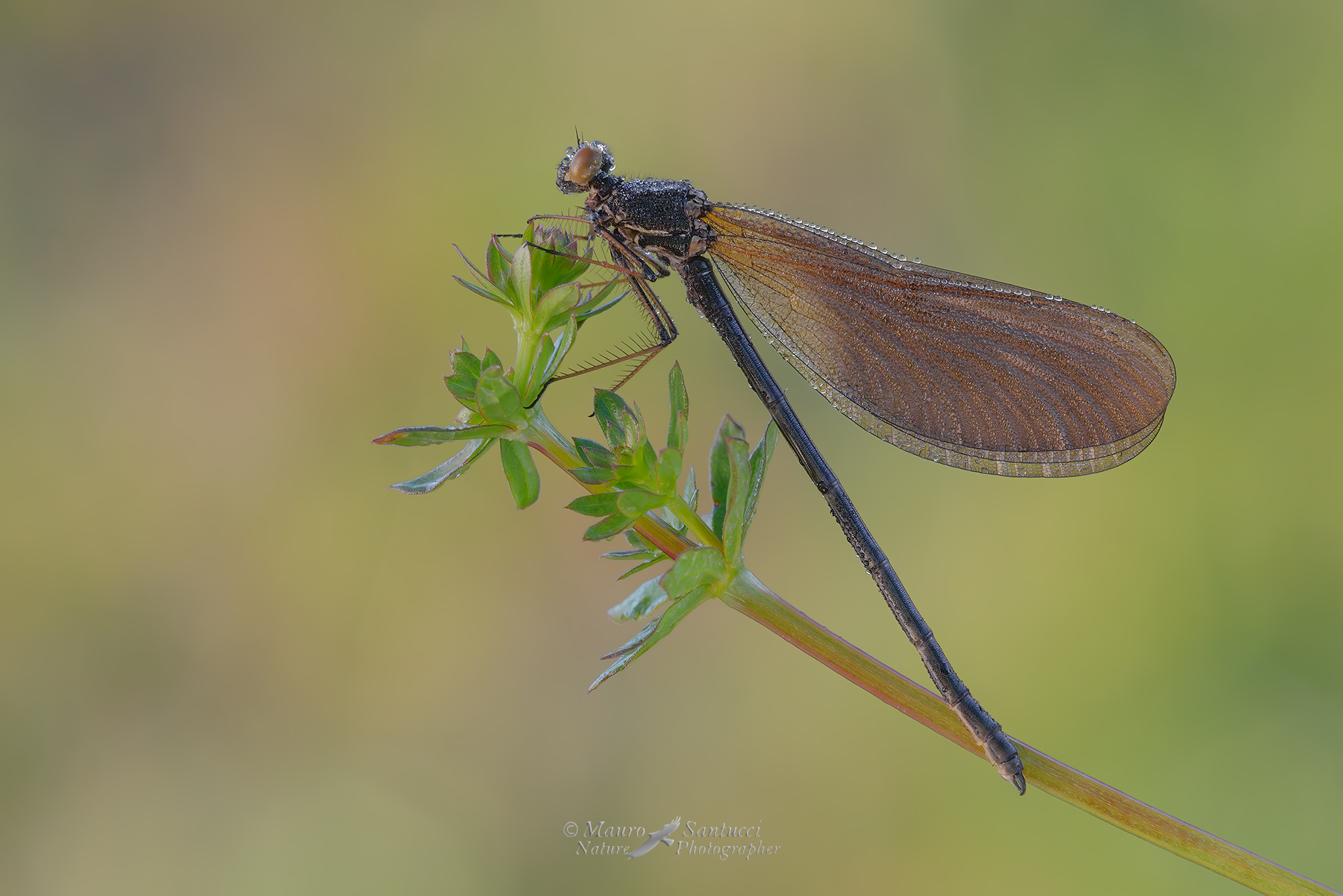 Calopteryx-haemorrhoidalis_DSC1448