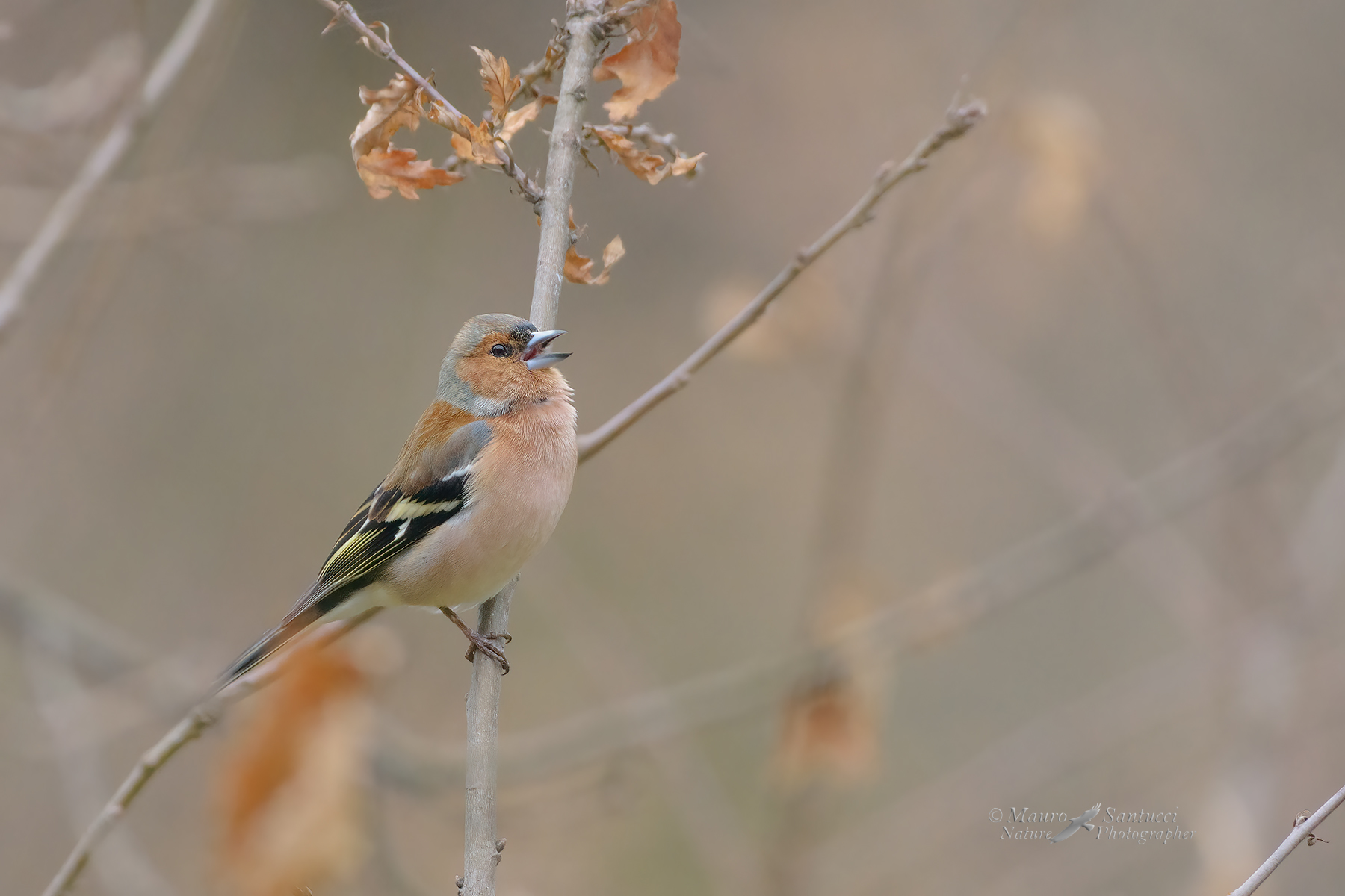 Fringuello-canterino_DSC4279