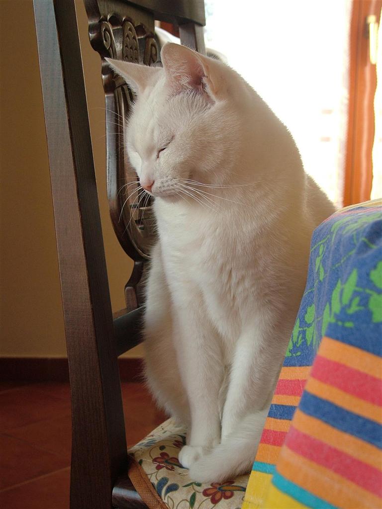 cat
