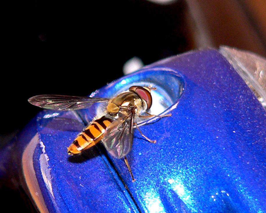 Mosca