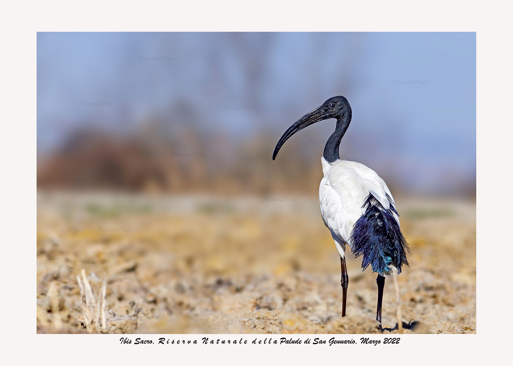 Ibis Sacro