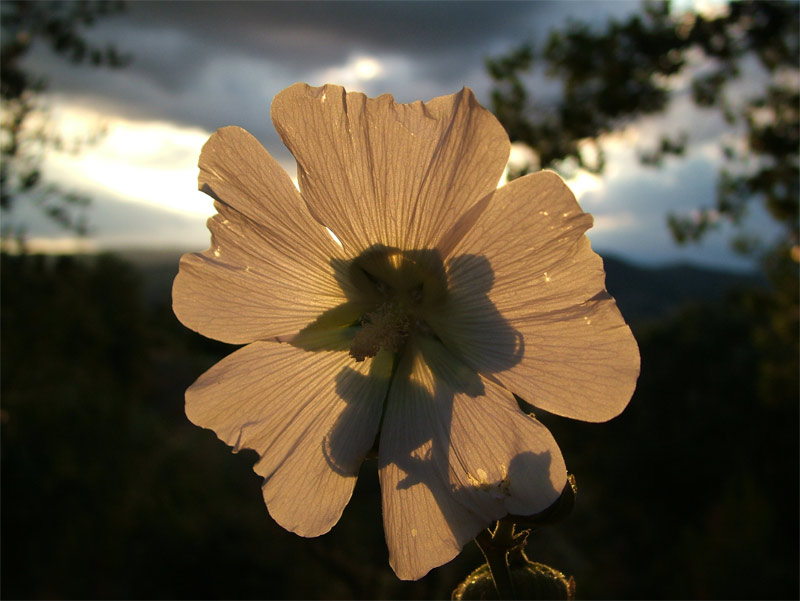 fiore