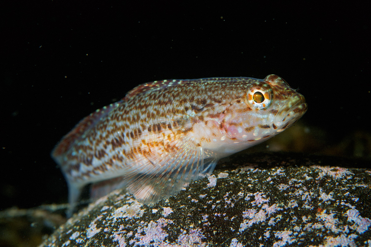 Prove con lo snoot Prove con lo snoot