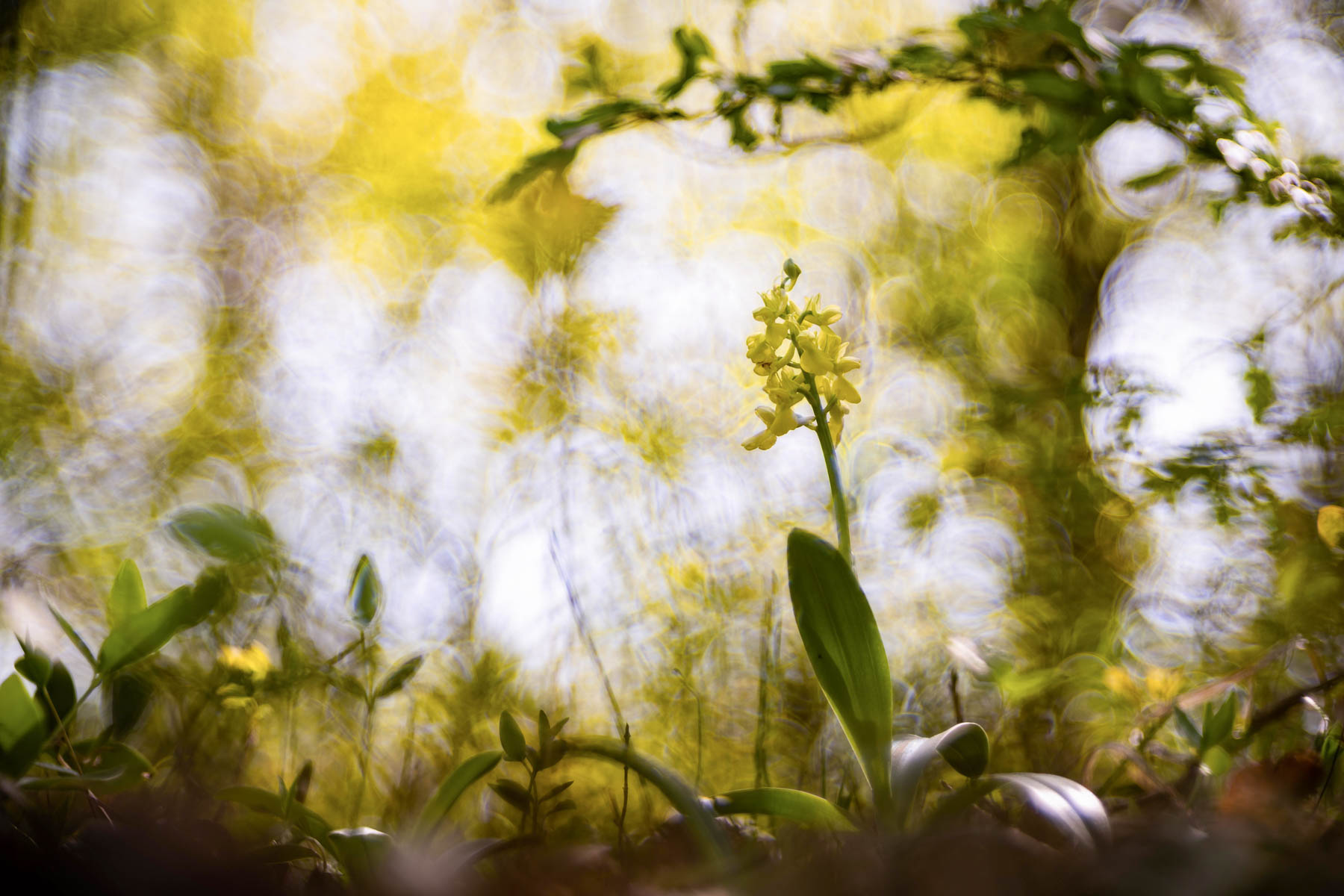 Orchis pallens