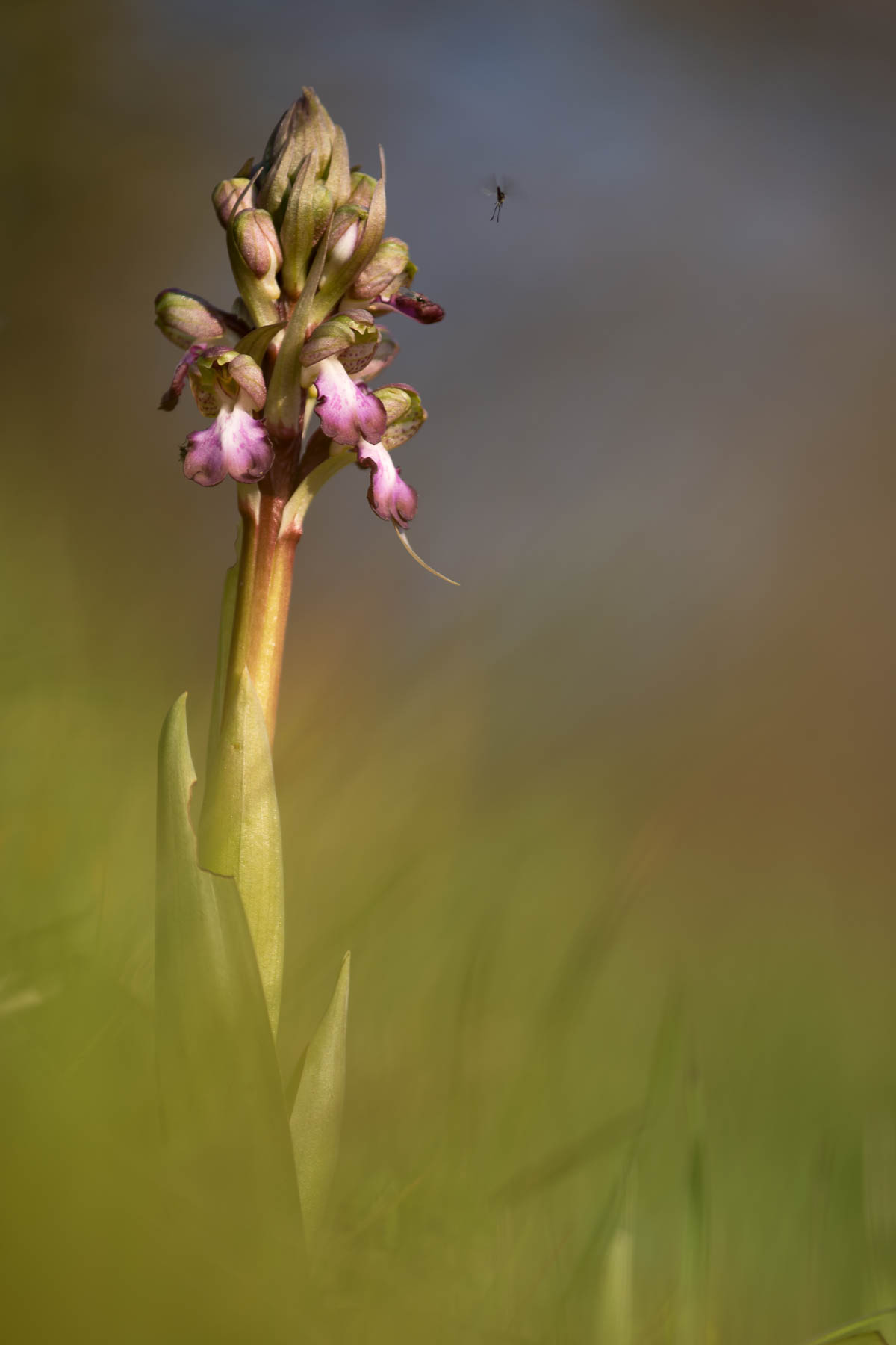 Barlia robertiana