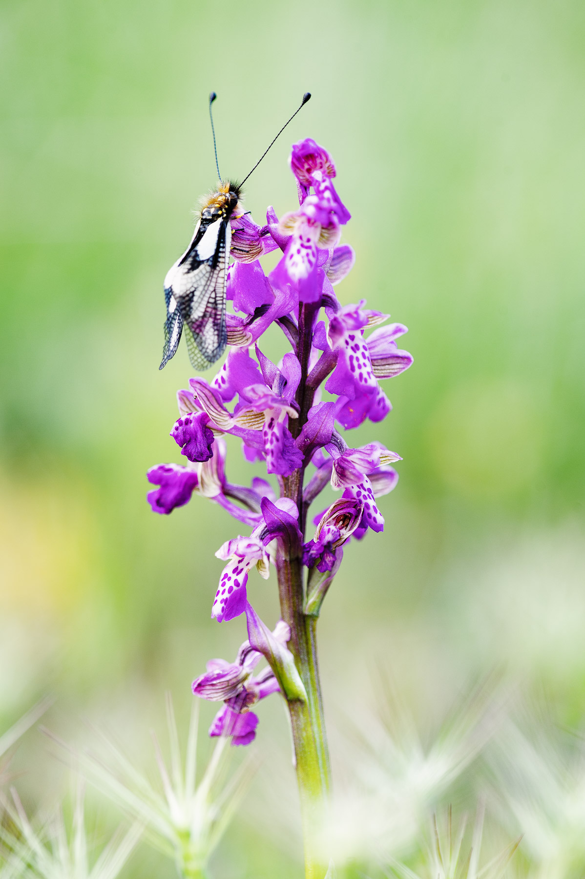 Ascafalo su Anacamptis morio