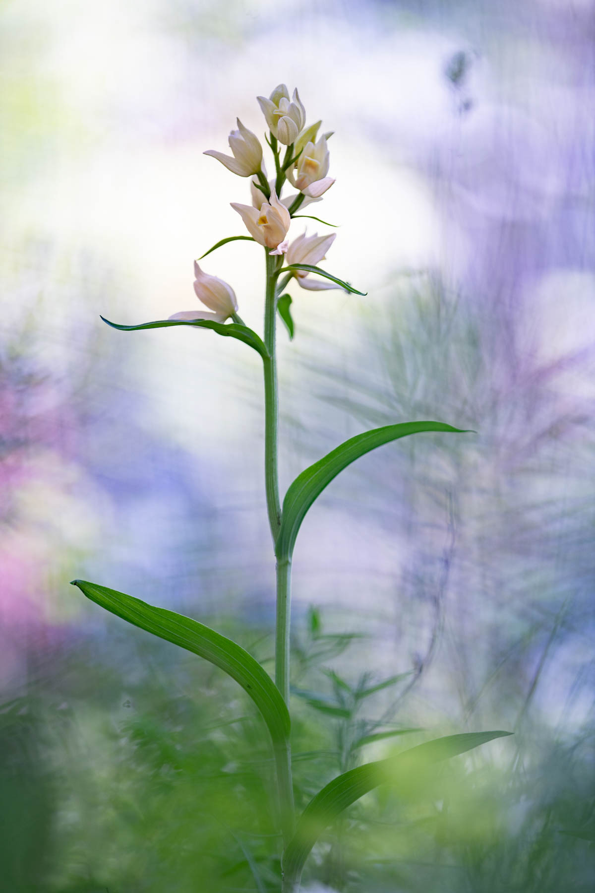 Cephalanthera damasonium