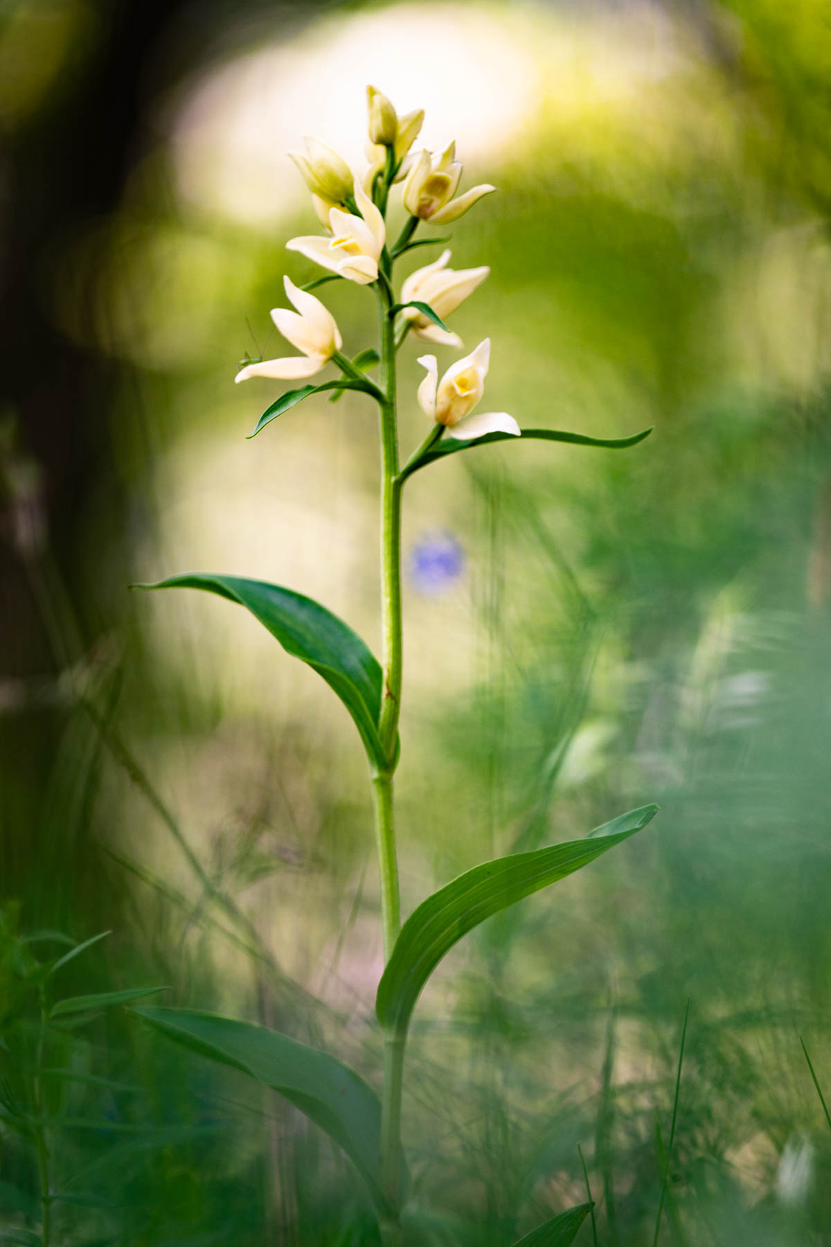 Cephalanthera damasonium