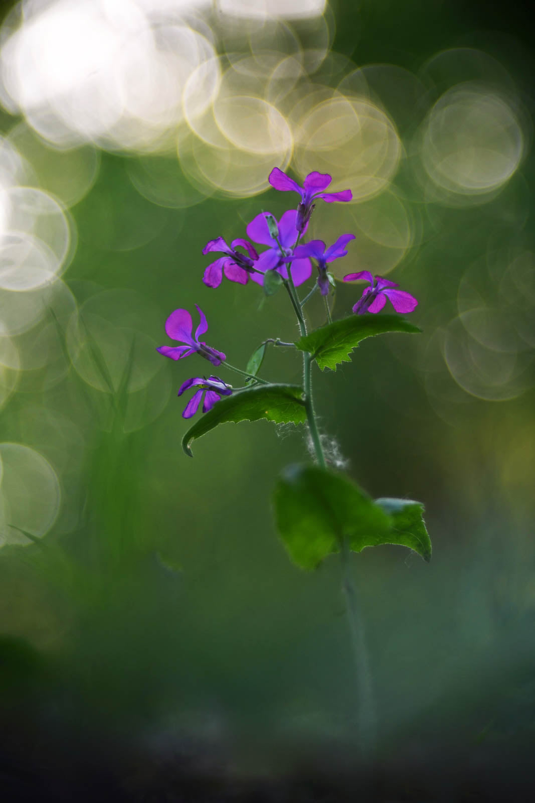 Lunaria