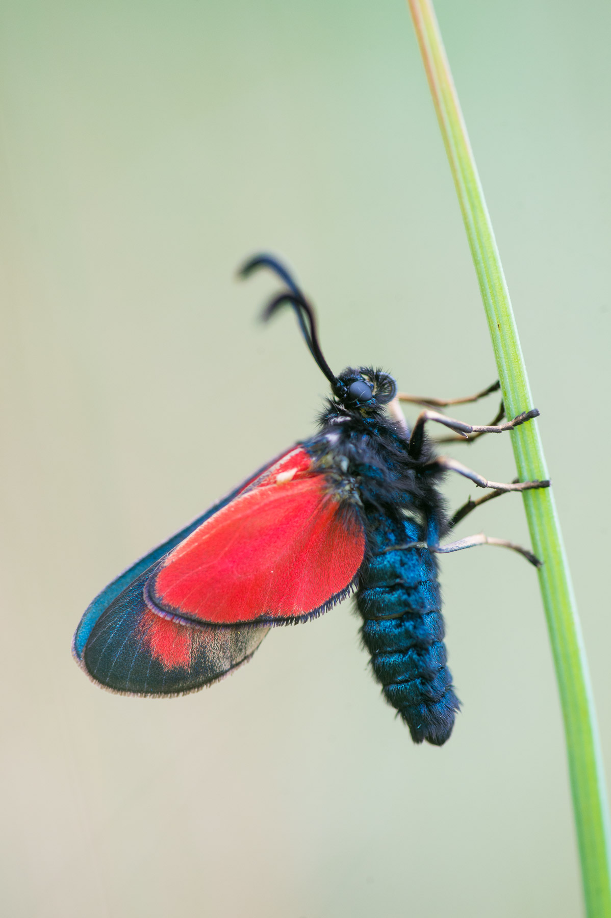 Trya jacobaeae - cinnabar