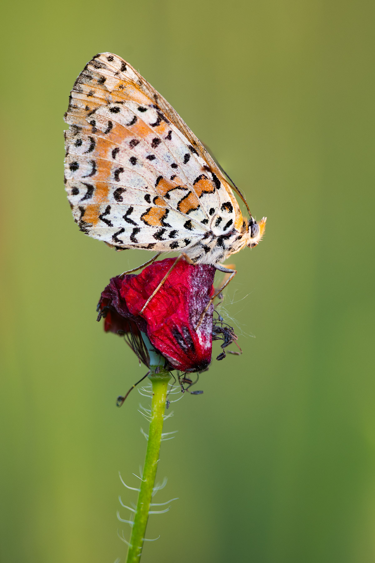 Melitaea di sera