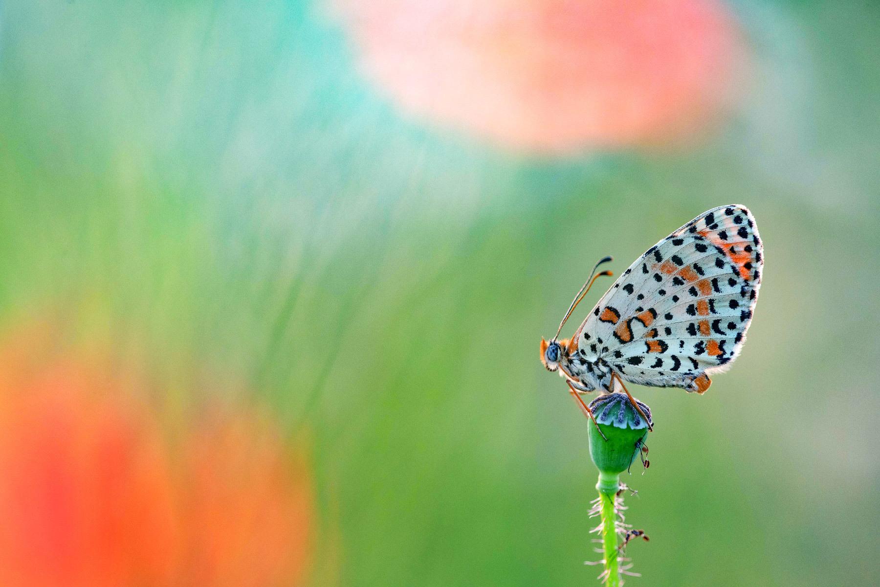 Melitaea di sera