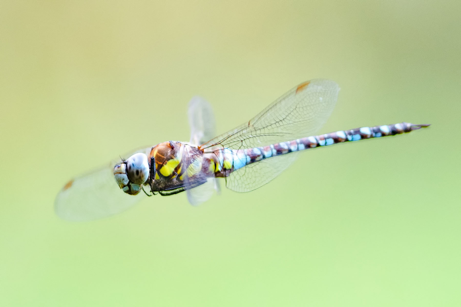 Aeshna mixta