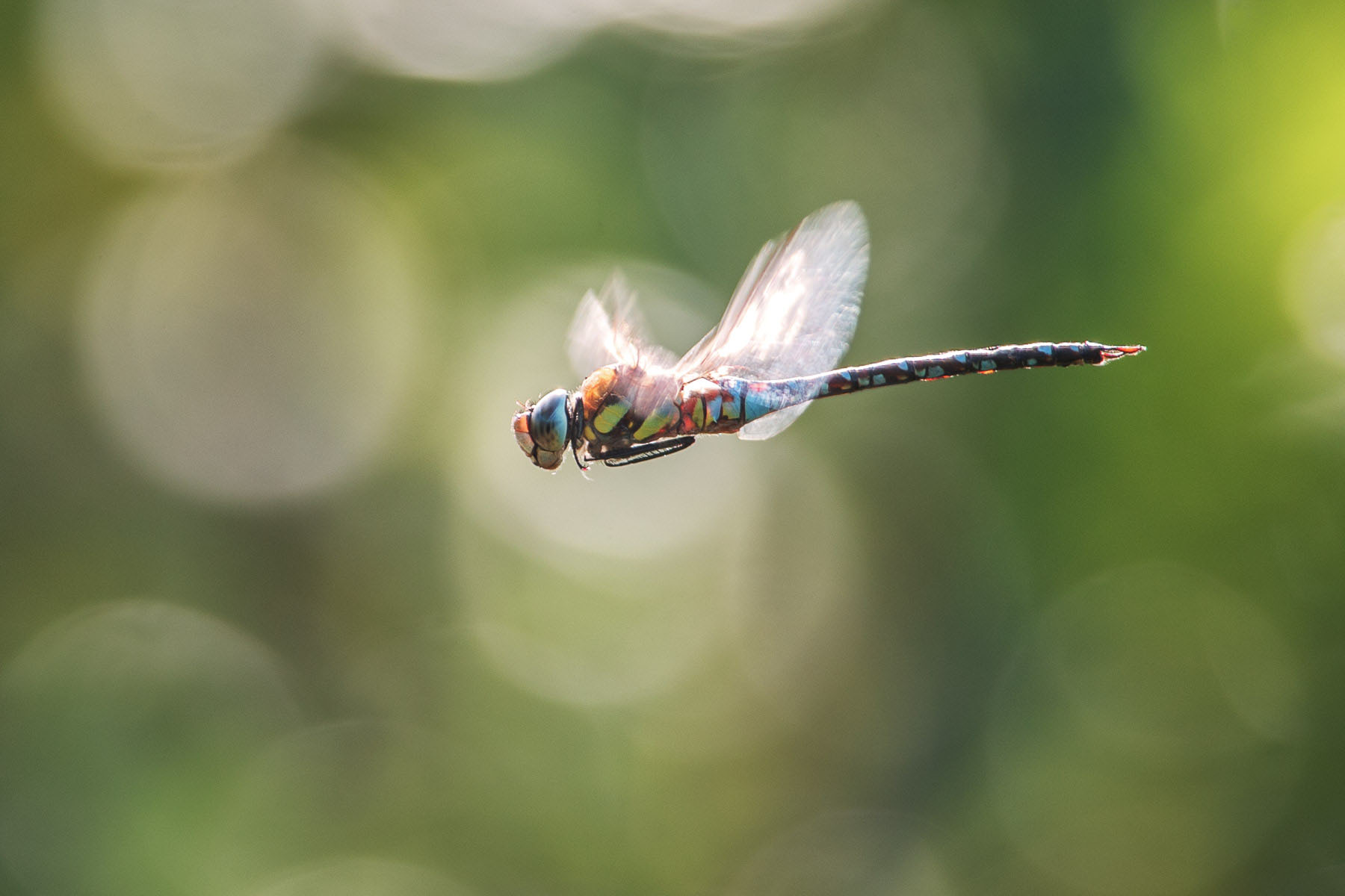 Aeshna mixta