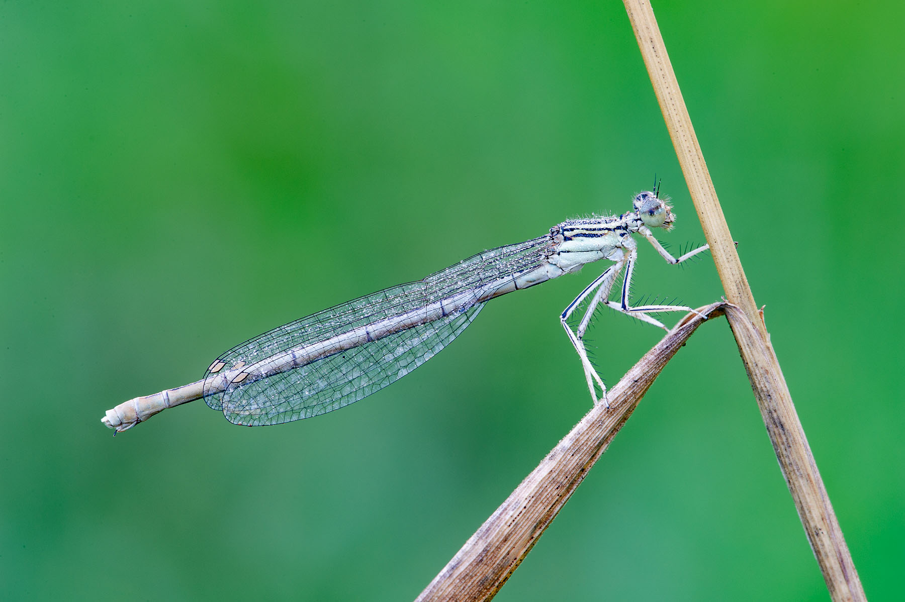 Platycnemis pennipes