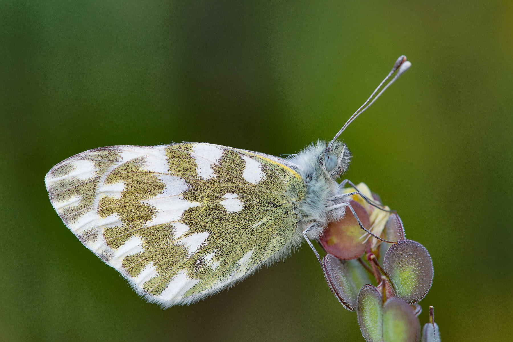 Pontia edusa