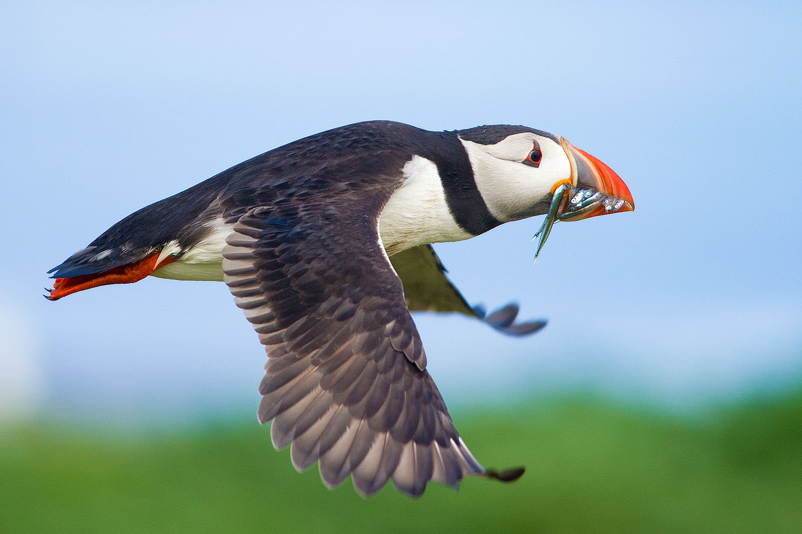 Puffin