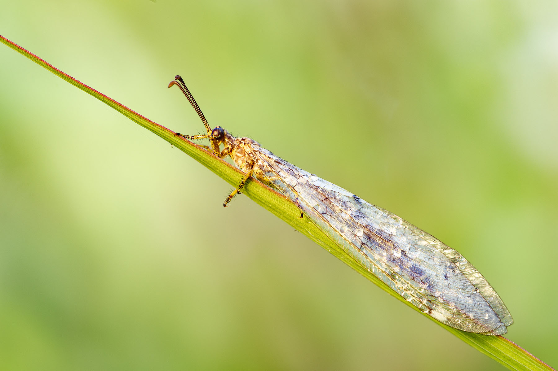 Macronemurus appendiculatus