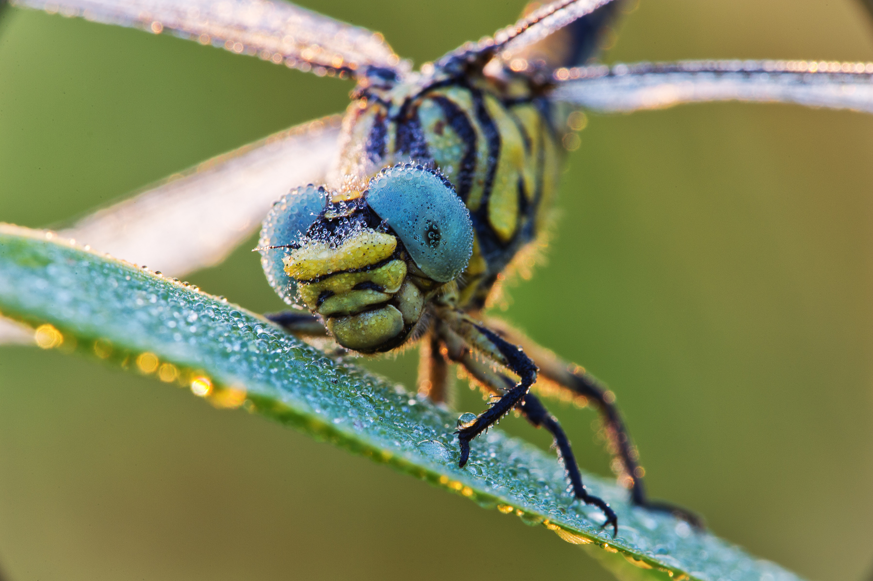 Gomphus vulgatissimus (Villagana, Bs)