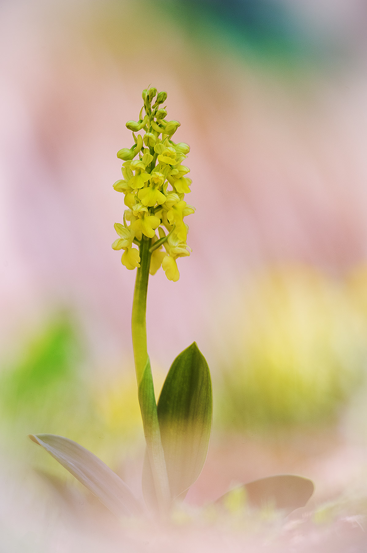 Orchis pallens