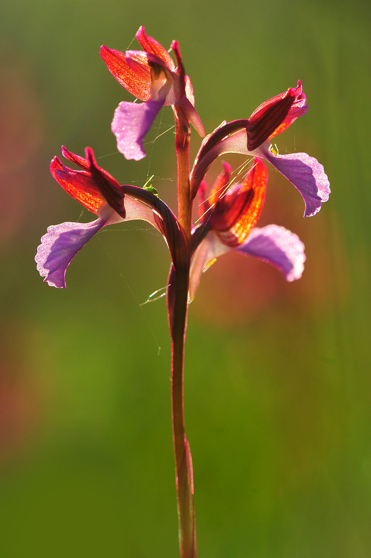 Anacamptis papilionacea