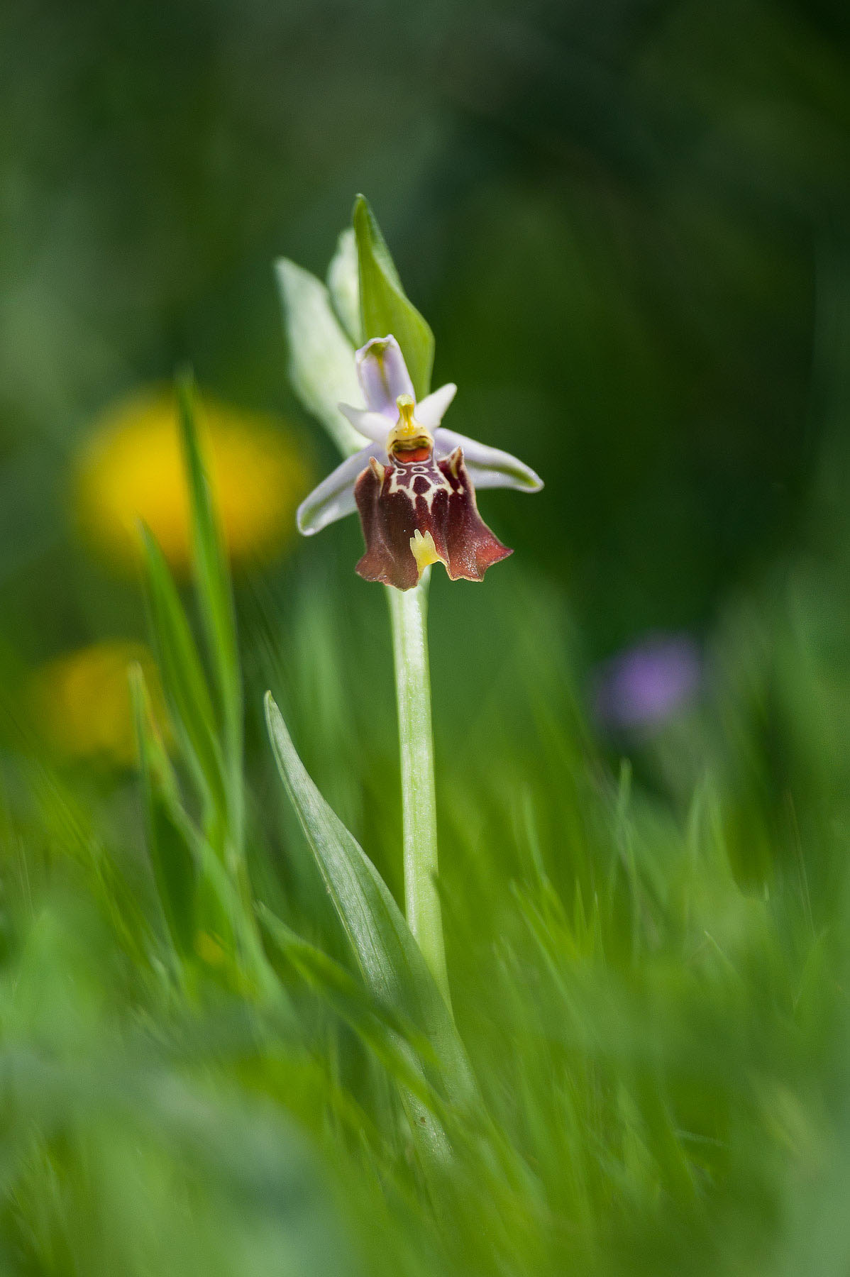 Ophrys scolopax (cornuta)