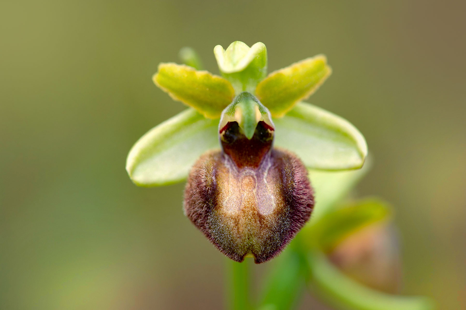 Ophrys exaltata Ten. subsp. montis-leonis (O. Danesch & E. Danesch) Soca