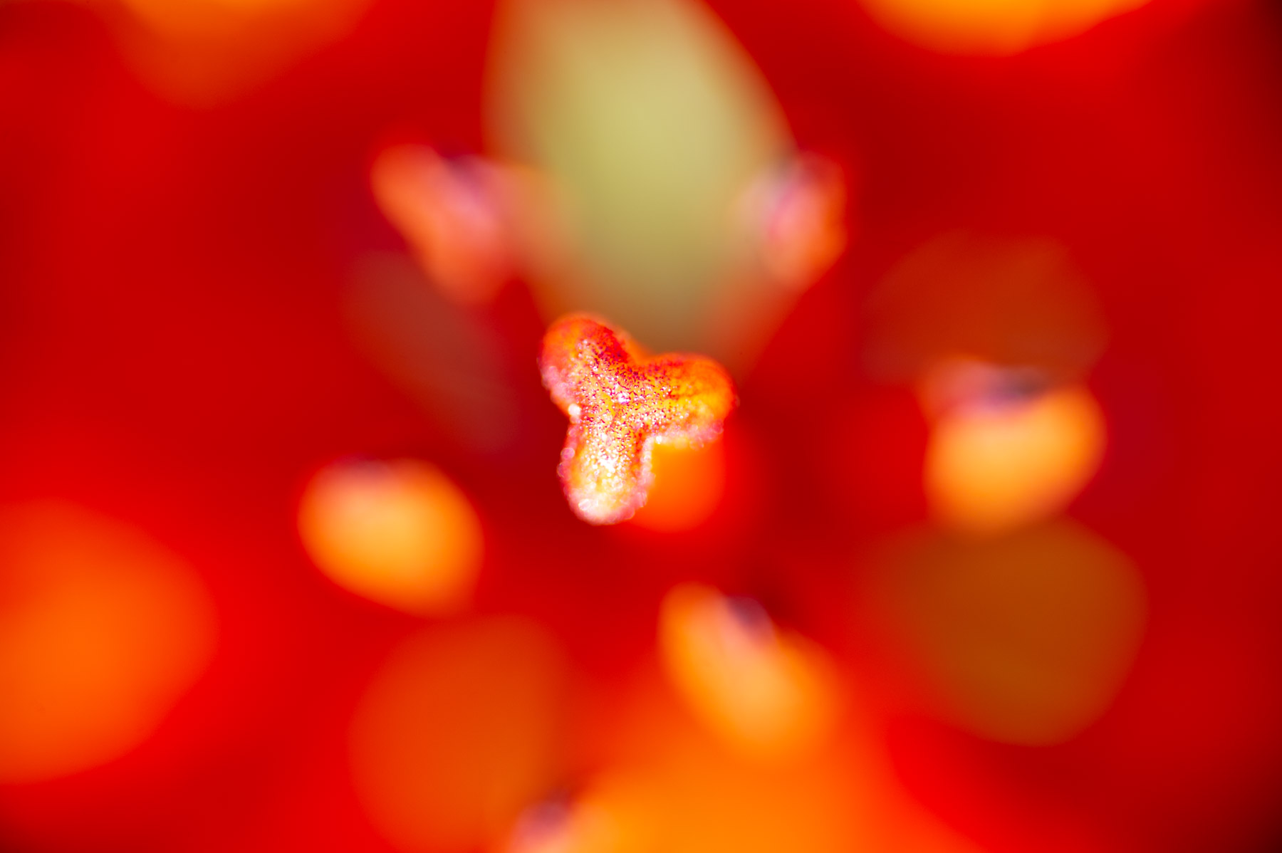 Giglio Rosso di San Giovanni