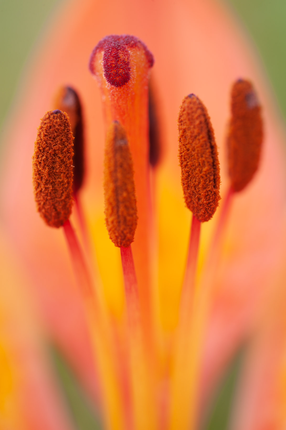 Lilium bulbiferum