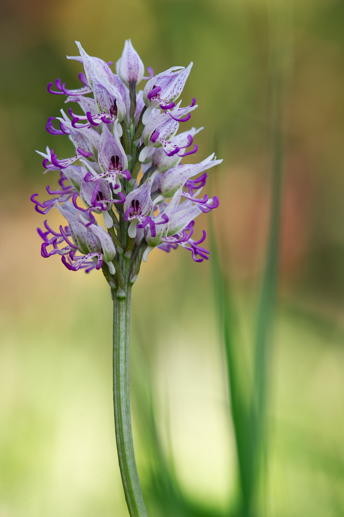 Orchis simia
