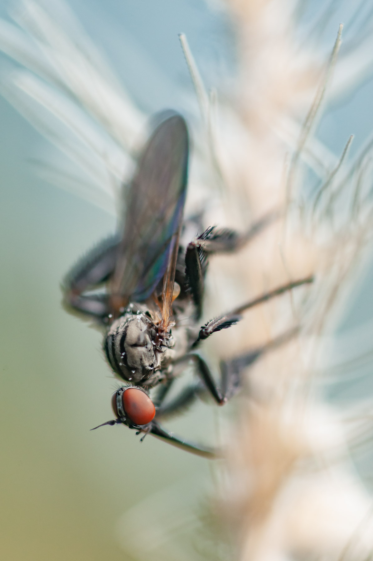 Empididae